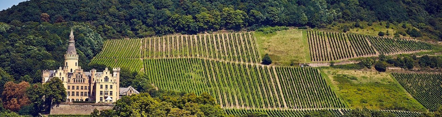 Schloss Arenfels mit Weinbergen im Vordergrund